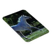 Vollblut Magnet (Rechte Seite)