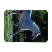 Vollblut Magnet (Horizontal)