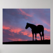 Vollblut Pferd Silhouette bei Sonnenaufgang Poster (Vorne)