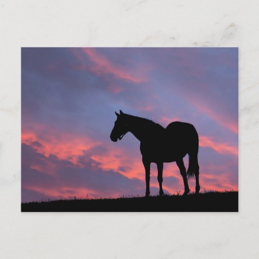 Vollblut Pferd Silhouette bei Sonnenaufgang Postkarte (Vorderseite)