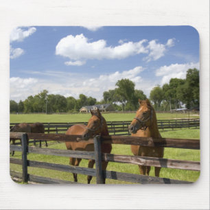 Vollblut-Pferdezucht in Marion County, Mousepad