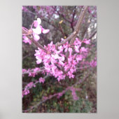 Vollblut Poster (Vorne)