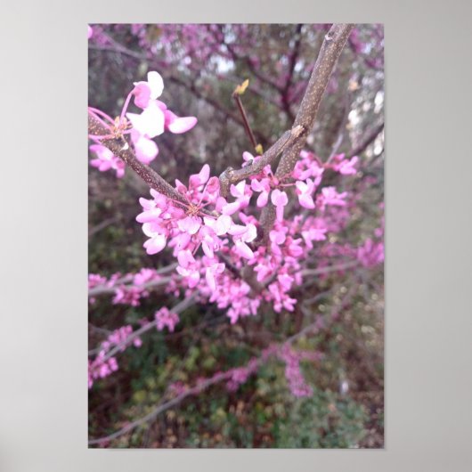 Vollblut Poster (Vorne)