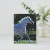 Vollblut Postkarte (Stehend Vorderseite)