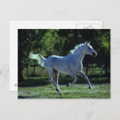 Vollblut Postkarte (Vorne/Hinten)