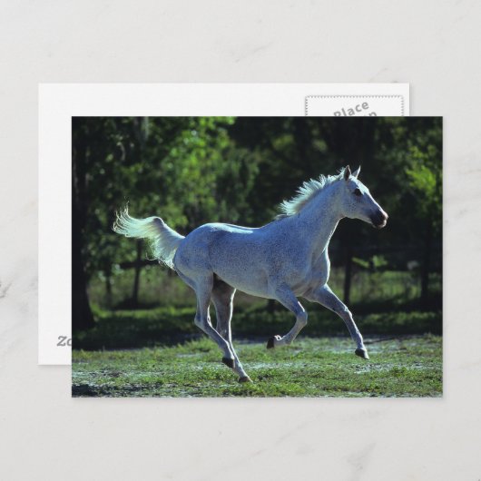 Vollblut Postkarte (Vorne/Hinten)