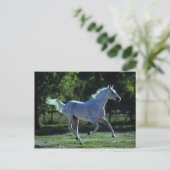 Vollblut Postkarte (Stehend Vorderseite)