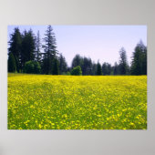 Vollblüte Poster (Vorne)