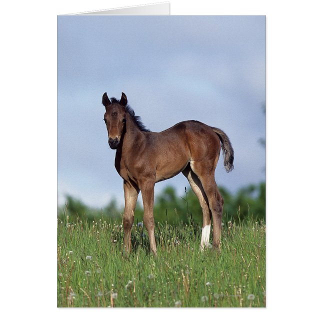 Vollblüter Foal Stehend im Gras (Vorne)