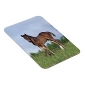 Vollblüter Foal Stehend im Gras Magnet (Rechte Seite)