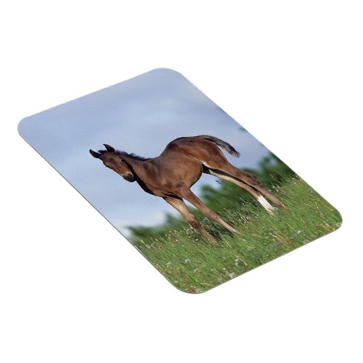 Vollblüter Foal Stehend im Gras Magnet (Rechte Seite)