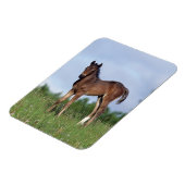 Vollblüter Foal Stehend im Gras Magnet (Linke Seite)