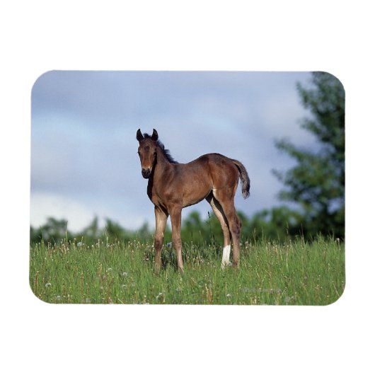 Vollblüter Foal Stehend im Gras Magnet (Horizontal)