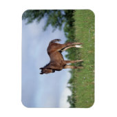 Vollblüter Foal Stehend im Gras Magnet (Vertikal)