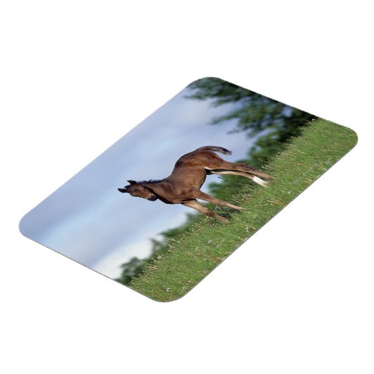 Vollblüter Foal Stehend im Gras Magnet (Linke Seite)