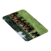 Vollblutjunge Magnet (Rechte Seite)