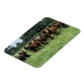 Vollblutjunge Magnet (Linke Seite)