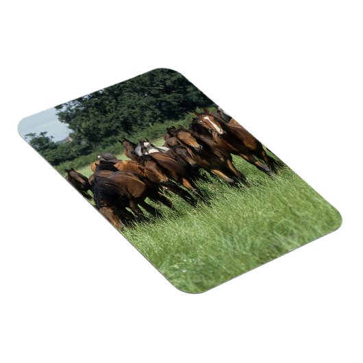 Vollblutjunge Magnet (Rechte Seite)