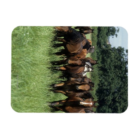 Vollblutjunge Magnet (Horizontal)