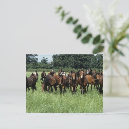 Vollblutjunge Postkarte (Stehend Vorderseite)