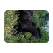 Vollblutpferd im Gras Magnet (Horizontal)