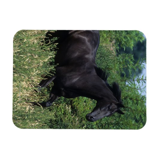 Vollblutpferd im Gras Magnet (Horizontal)