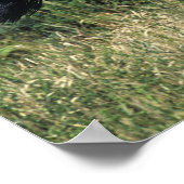 Vollblutpferd im Gras Poster (Ecke)