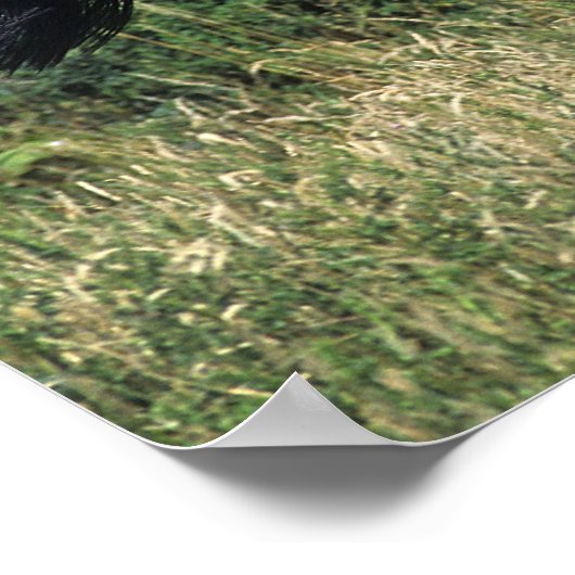 Vollblutpferd im Gras Poster (Ecke)