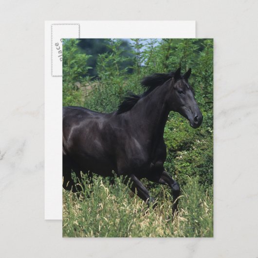 Vollblutpferd im Gras Postkarte (Vorne/Hinten)