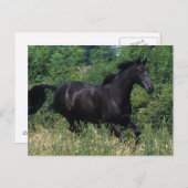 Vollblutpferd im Gras Postkarte (Vorne/Hinten)