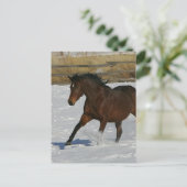 Vollblutpferd im Schnee Postkarte (Stehend Vorderseite)