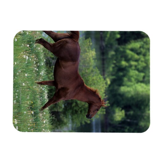 Vollblutpferd Stehend in Blume Magnet (Horizontal)