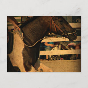 Volle Kraft voraus, Pinto-Pony Postkarte