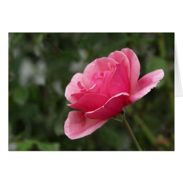 Volle rosa Rose (Vorderseite (Horizontal))