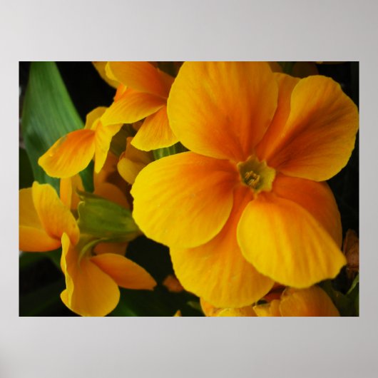 voller Sonnenschein Poster (Vorne)