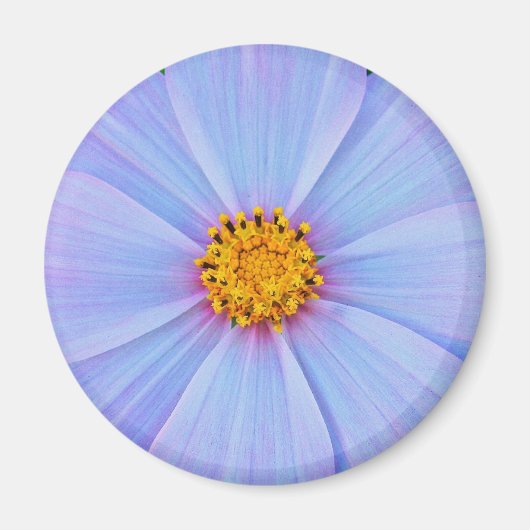 Voller Sterne Magnet (Vorne)