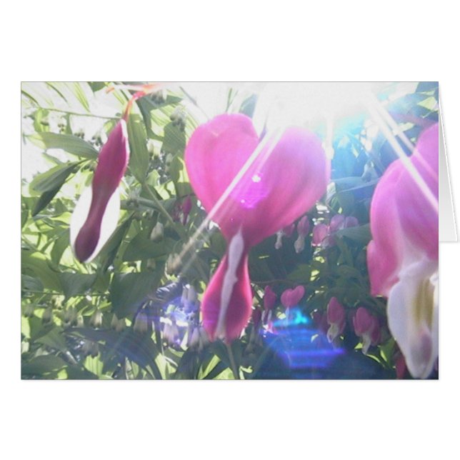 volles Herz (Vorderseite (Horizontal))