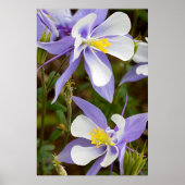 Vollformat Poster (Vorne)