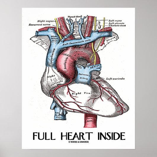 Vollherz Inside Anatomische Illustration Poster (Vorne)