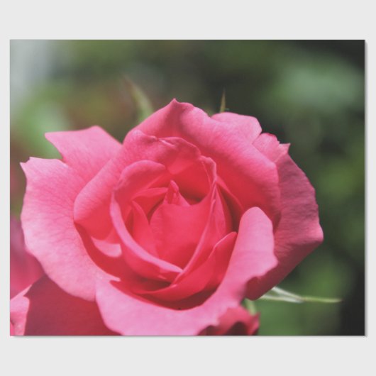 vollkommenes, schönes Foto mit heißen rosa Rose Geschenkpapier (Flach)