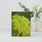 Vollmond-Ahorn-Blätter Postkarte (Stehend Vorderseite)