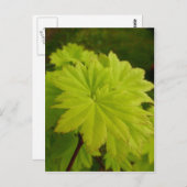 Vollmond-Ahorn-Blätter Postkarte (Vorne/Hinten)