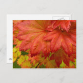 Vollmond-Ahorn-Blätter Postkarte (Vorne/Hinten)