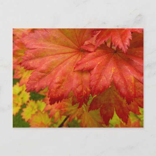 Vollmond-Ahorn-Blätter Postkarte (Vorderseite)