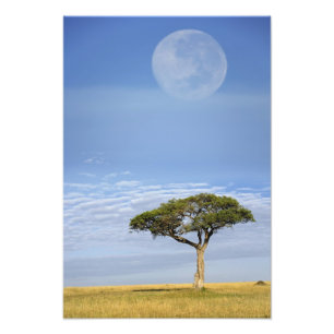 Vollmond über Akazienbäumen, Masai Mara, Fotodruck