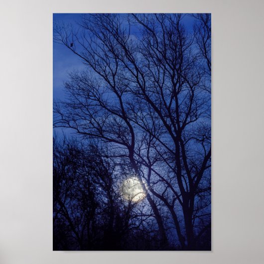 Vollmond und Mondlicht, die durch Bäume strahlen Poster (Vorne)