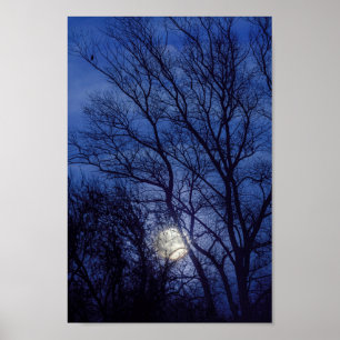 Vollmond und Mondschein, die durch Bäume glänzt Poster