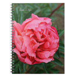 Vollrosa Peony Notizblock