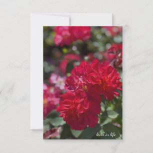 Vollständige Rote Rosen Mitteilungskarte