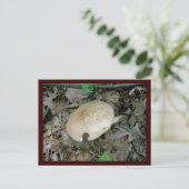 Vollständige Säule Pilz-Postkarte Postkarte (Stehend Vorderseite)